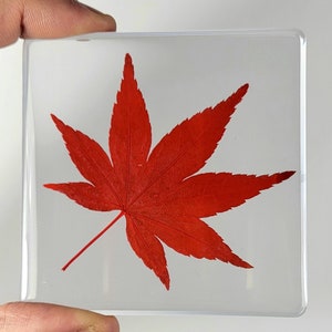 Real Red Japanese Maple Leaf in Crystal Clear Lucite Resin Paperweight Specimen 74mm Dried Pressed Botanist Herb Herbarium Botany Collection